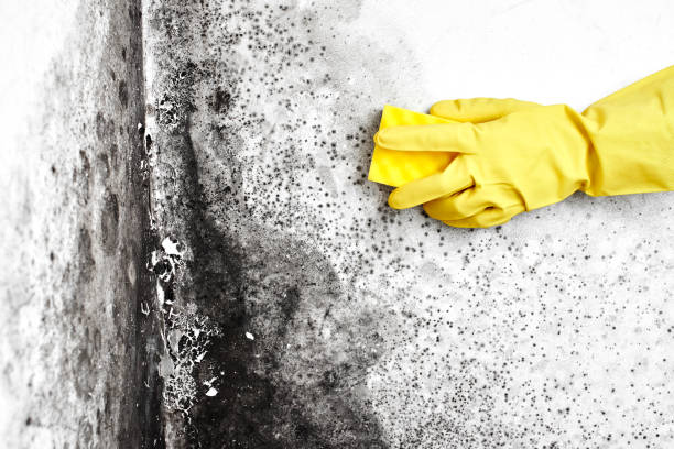 Best Commercial Mold Removal  in West Canton, NC
