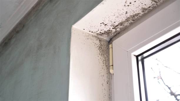 Best Toxic Mold Removal  in West Canton, NC