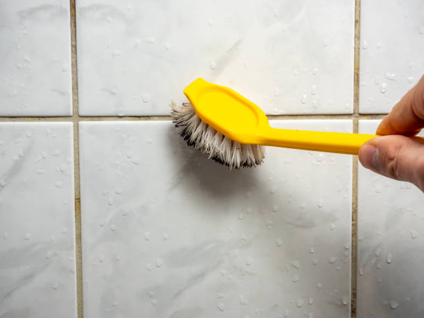 West Canton, NC Mold Removal Company