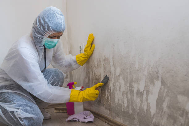 Best Office Mold Removal Services  in West Canton, NC