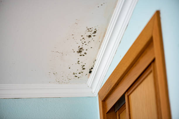 Mold Removal and Inspection in West Canton, NC