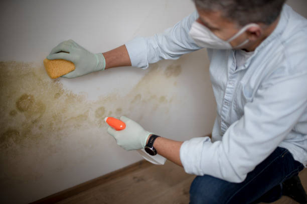 Best Mold Cleaning Services  in West Canton, NC