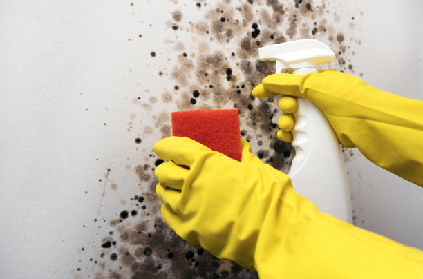 Best Emergency Mold Removal  in West Canton, NC