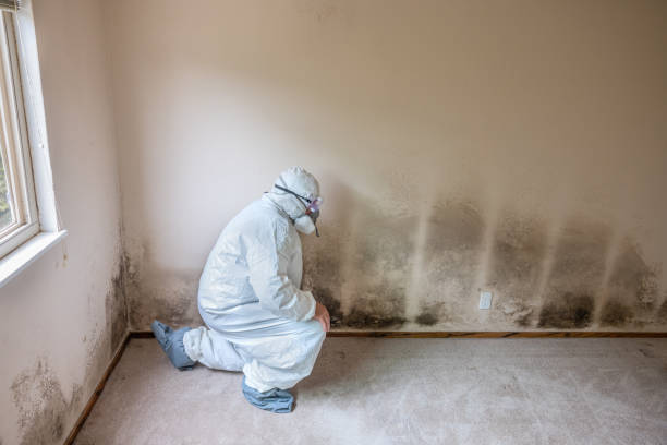 Best Local Mold Removal Service  in West Canton, NC
