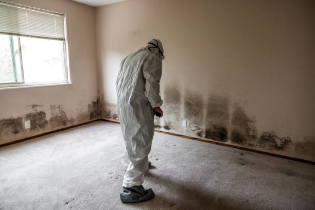 Best Attic Mold Removal  in West Canton, NC