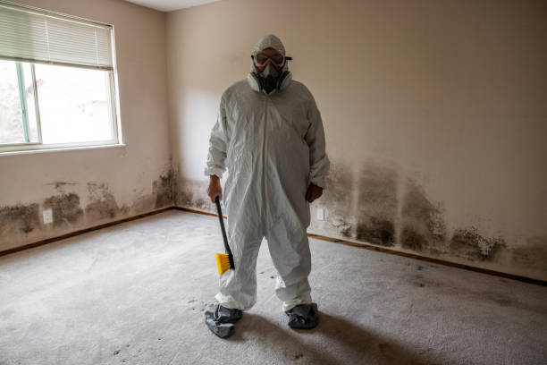 Best Mold Removal Process  in West Canton, NC