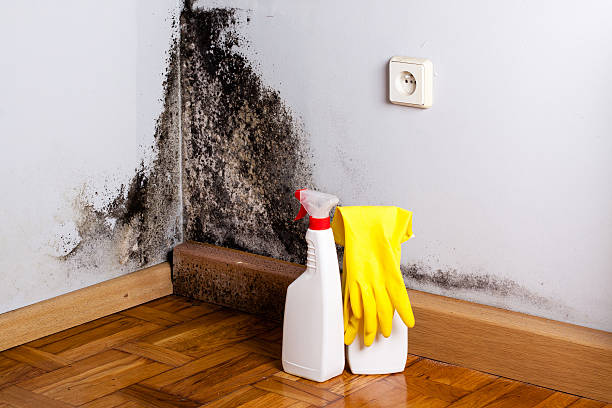 Mold Removal Process in West Canton, NC