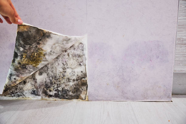 Best Best Mold Removal Companies  in West Canton, NC